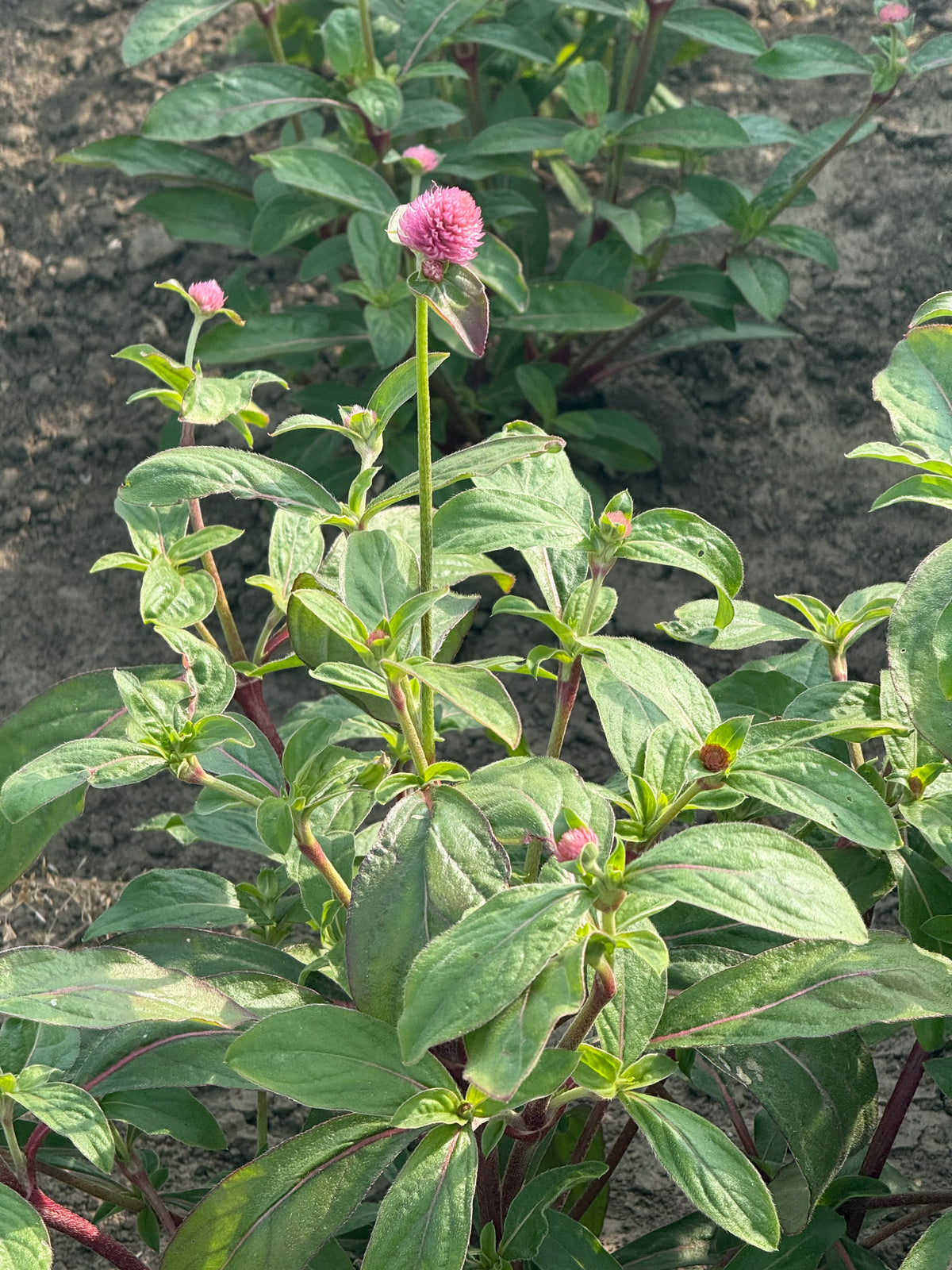 Gomphrena Salmon Pastel | Gomphrena globosa
