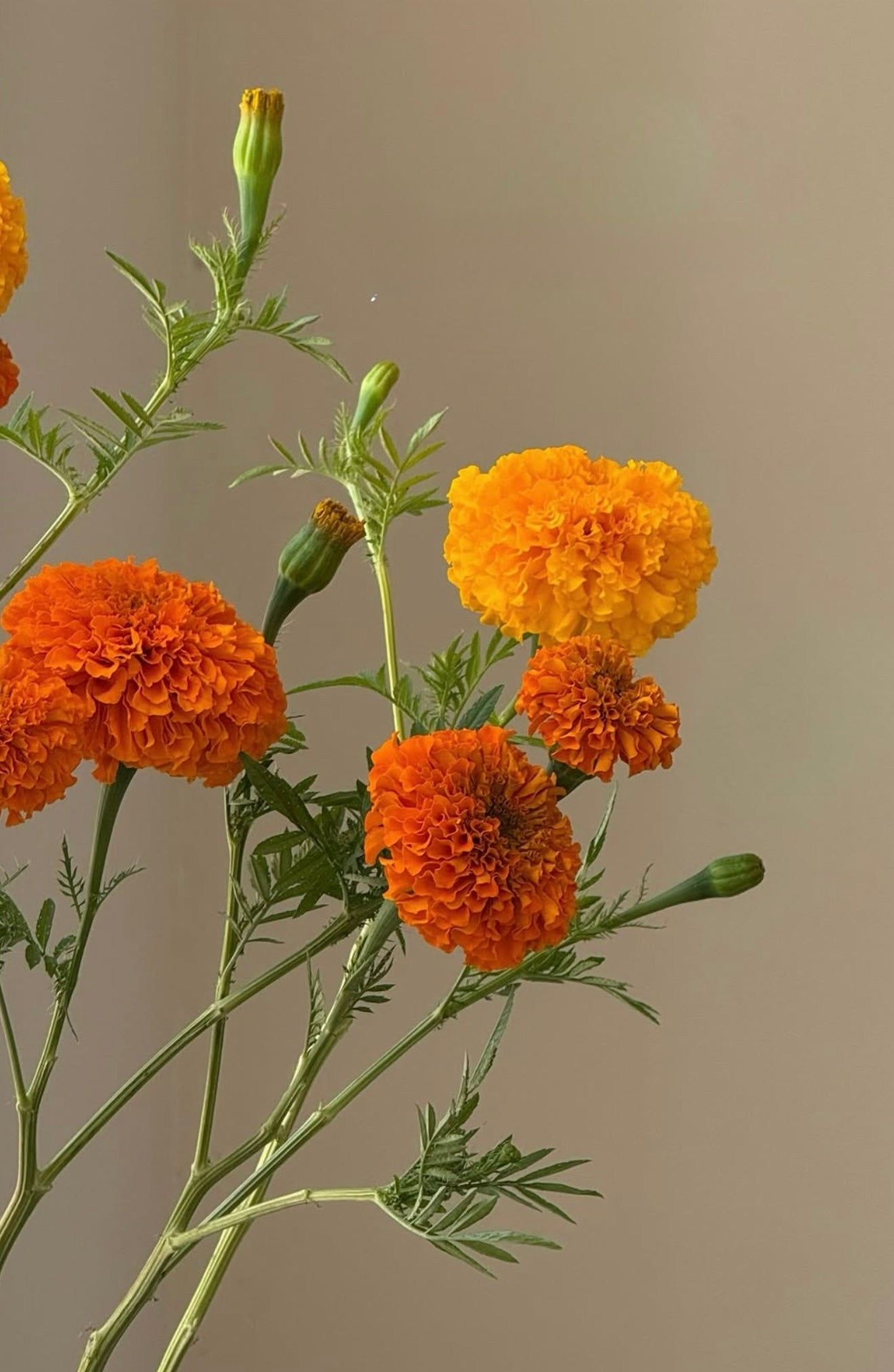 Tagetes erecta Coco™ Deep Orange F1 | African Marigold | Cut Flower therapyofflowers.com