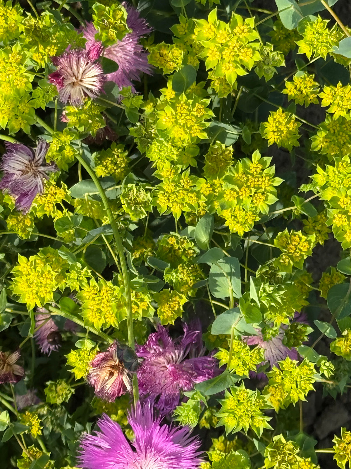 Bupleurum rotundifolium Green Gold | Thorough Wax