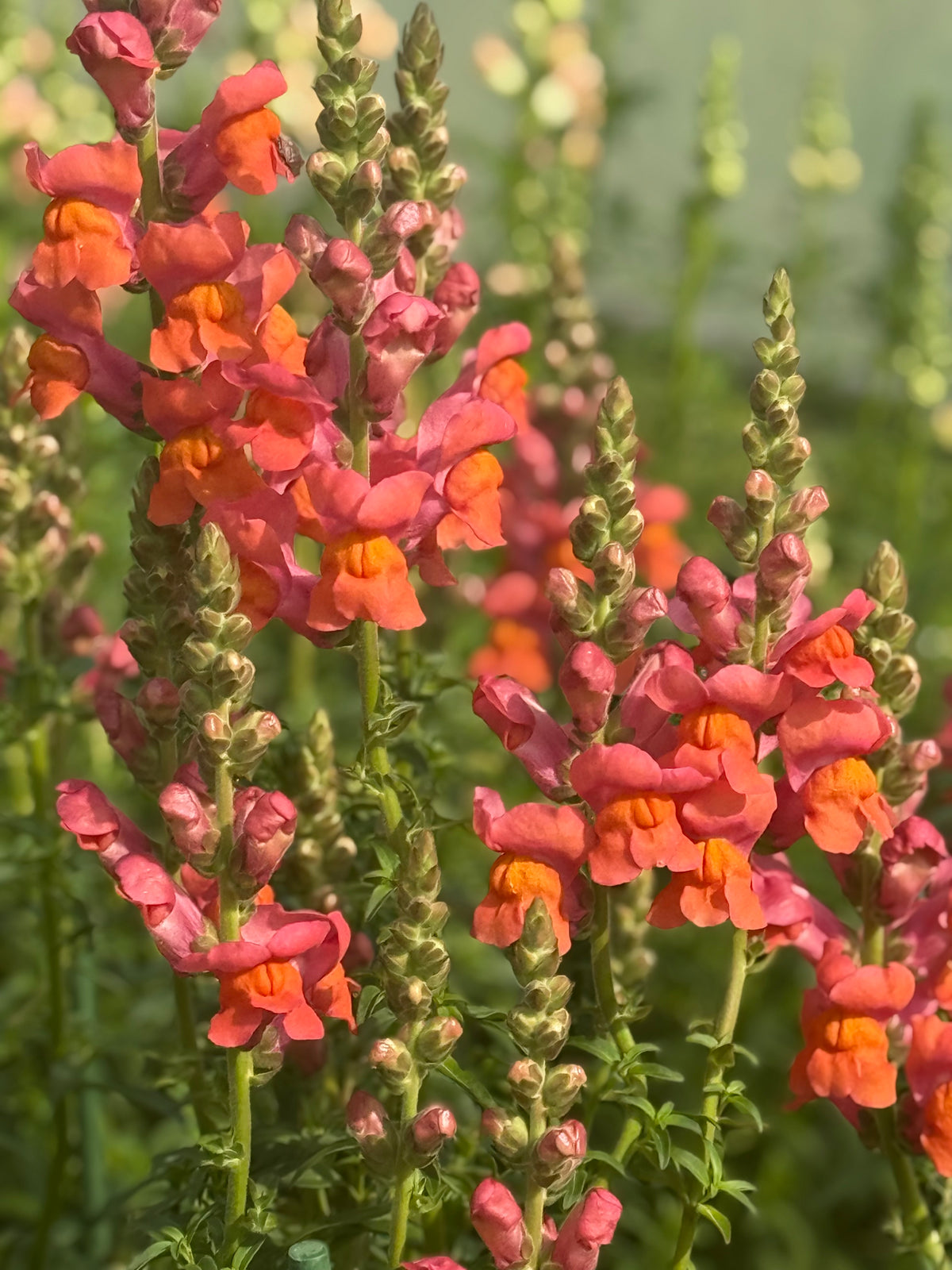 Löwenmäulchen Monaco Orange F1 | Gruppe 3 | Antirrhinum majus