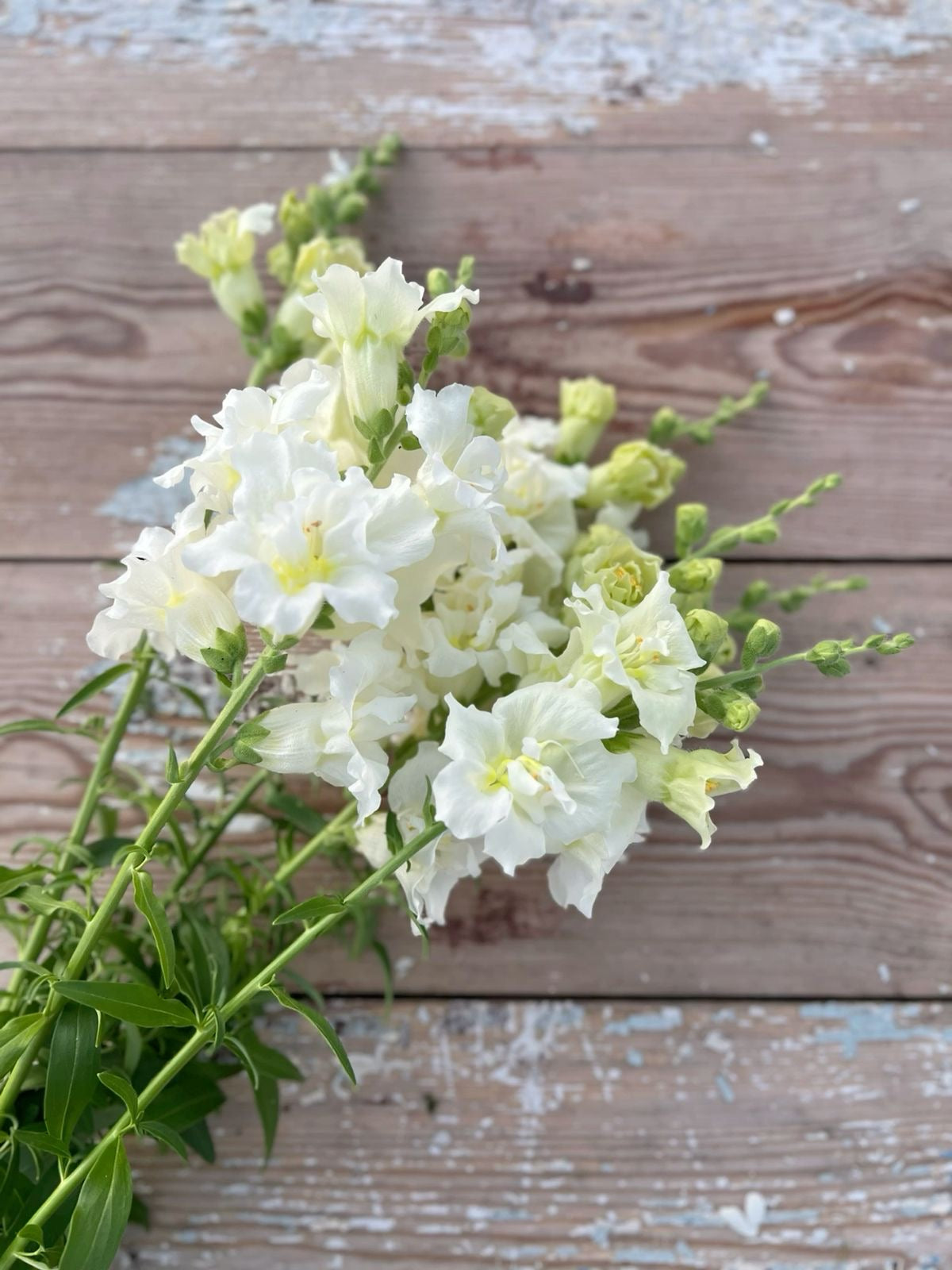 Snapdragon Madame Butterfly Ivory F1 | Group 2,3 | Antirrhinum majus therapyofflowers.com