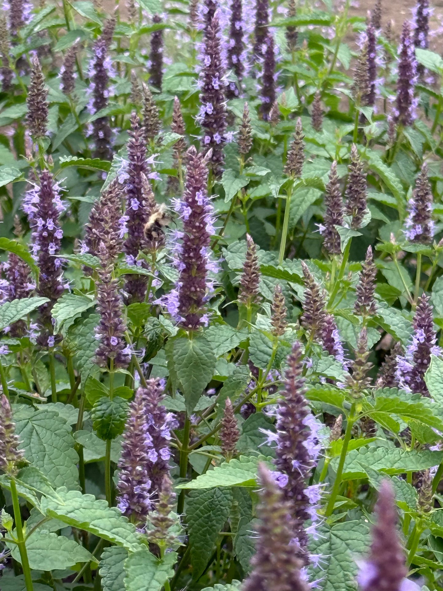Agastache hybrida Astello Indigo therapyofflowers.com