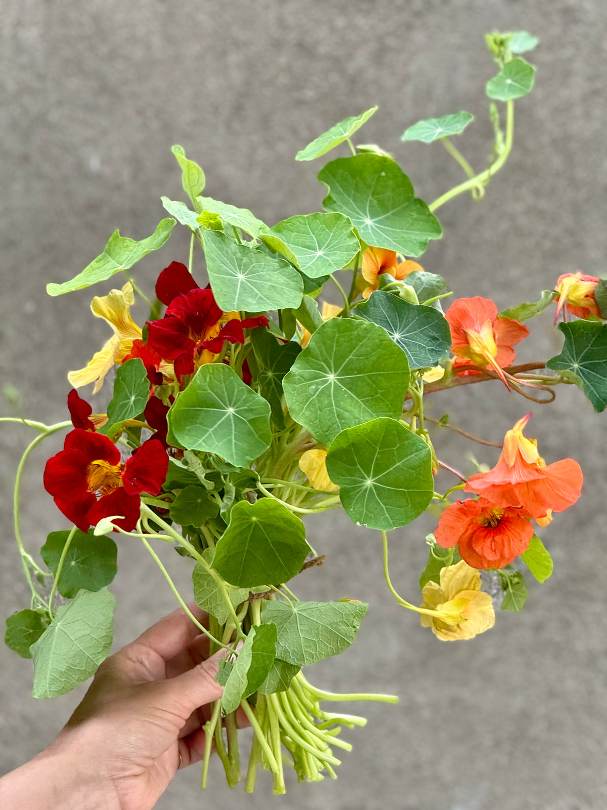 Tropaeolum majus Black Velvet | Nasturtium