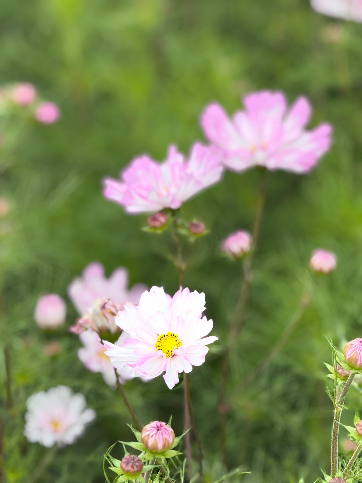 Schmuckkörbchen Cosimo Pink White