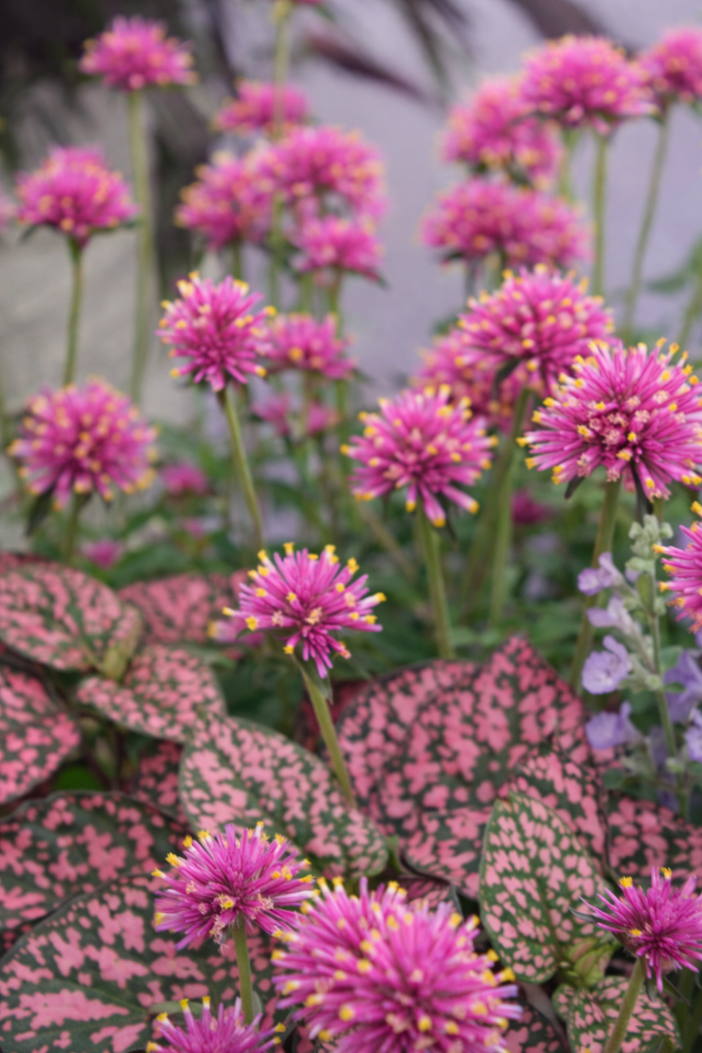 Gomphrena 'Fireworks' Seeds | Globe Amaranth Cut Flower