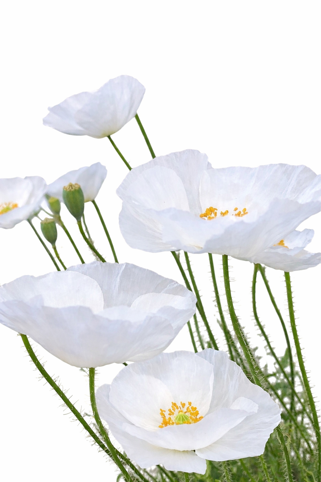 Papaver rhoeas 'Bridal Silk' Seeds | Elegant White Poppies for