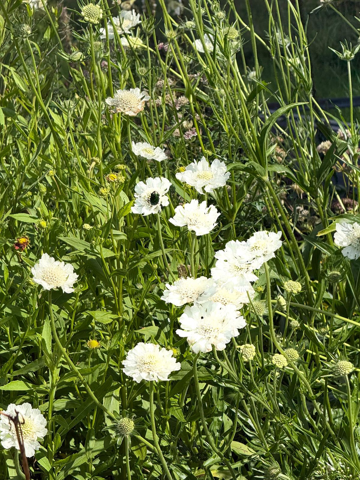 Kaukāza skabioza Fama® White | Scabiosa caucasica | Sēklu kolekcija