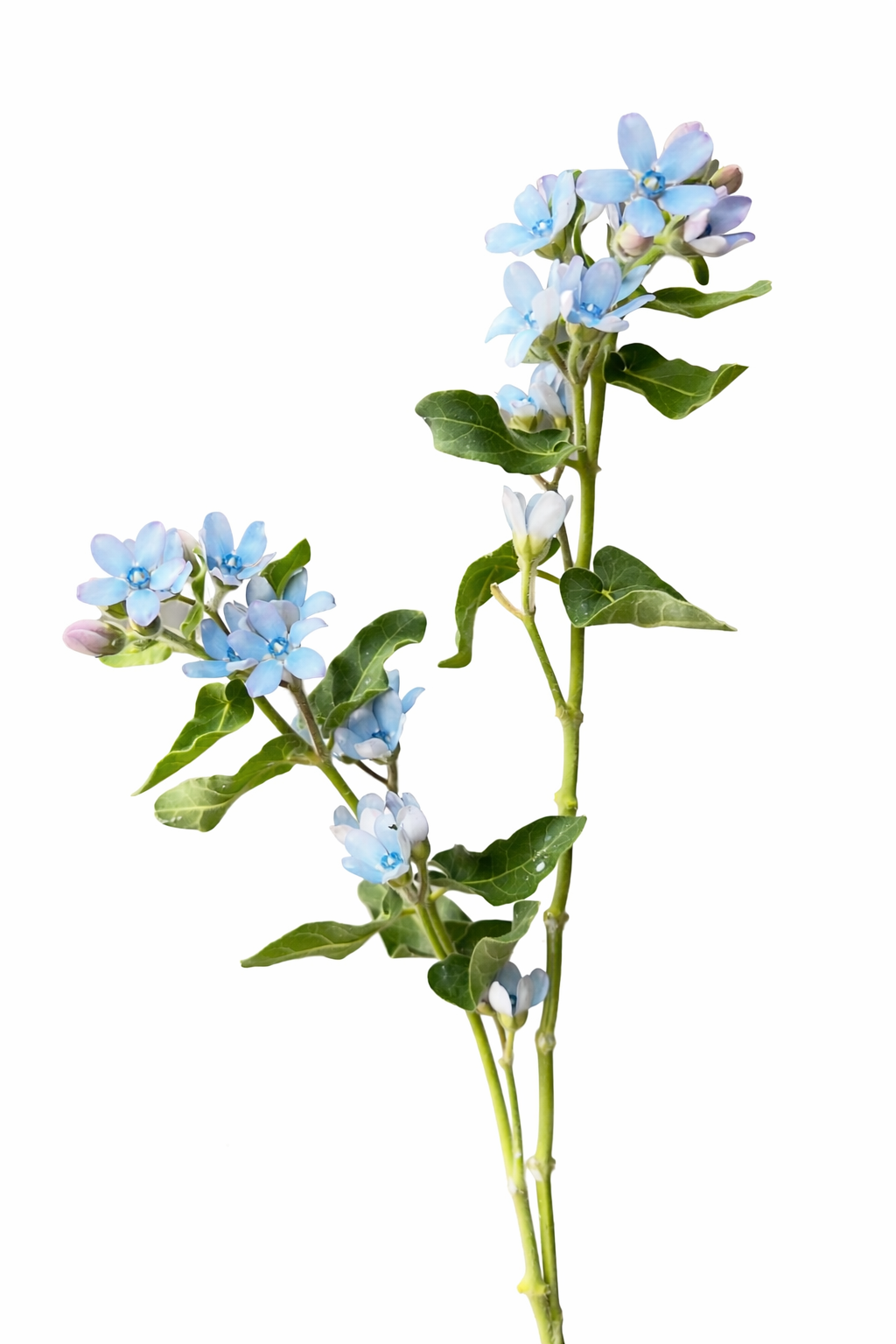blue flower seeds suikoden Tweedia caerulea Sky Blue seeds – Sky-Blue Cut Flower for Bouquets –  therapyofflowers.com