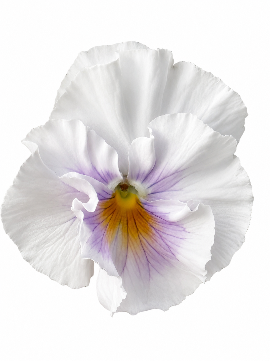 Viola x wittrockiana Flamenco Soft Azure Limonetto F1 | Pansy therapyofflowers.com