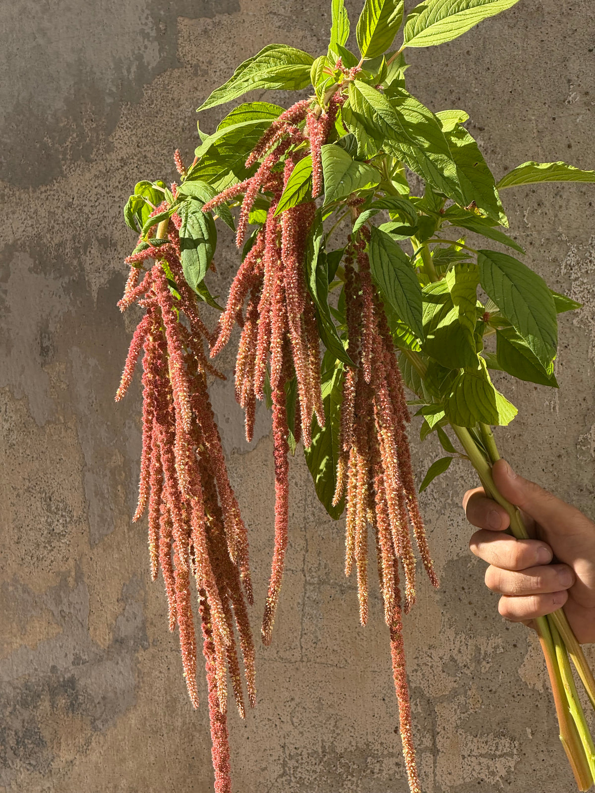 Amaranto coda di volpe Coral Fountain | Amaranthus caudatus