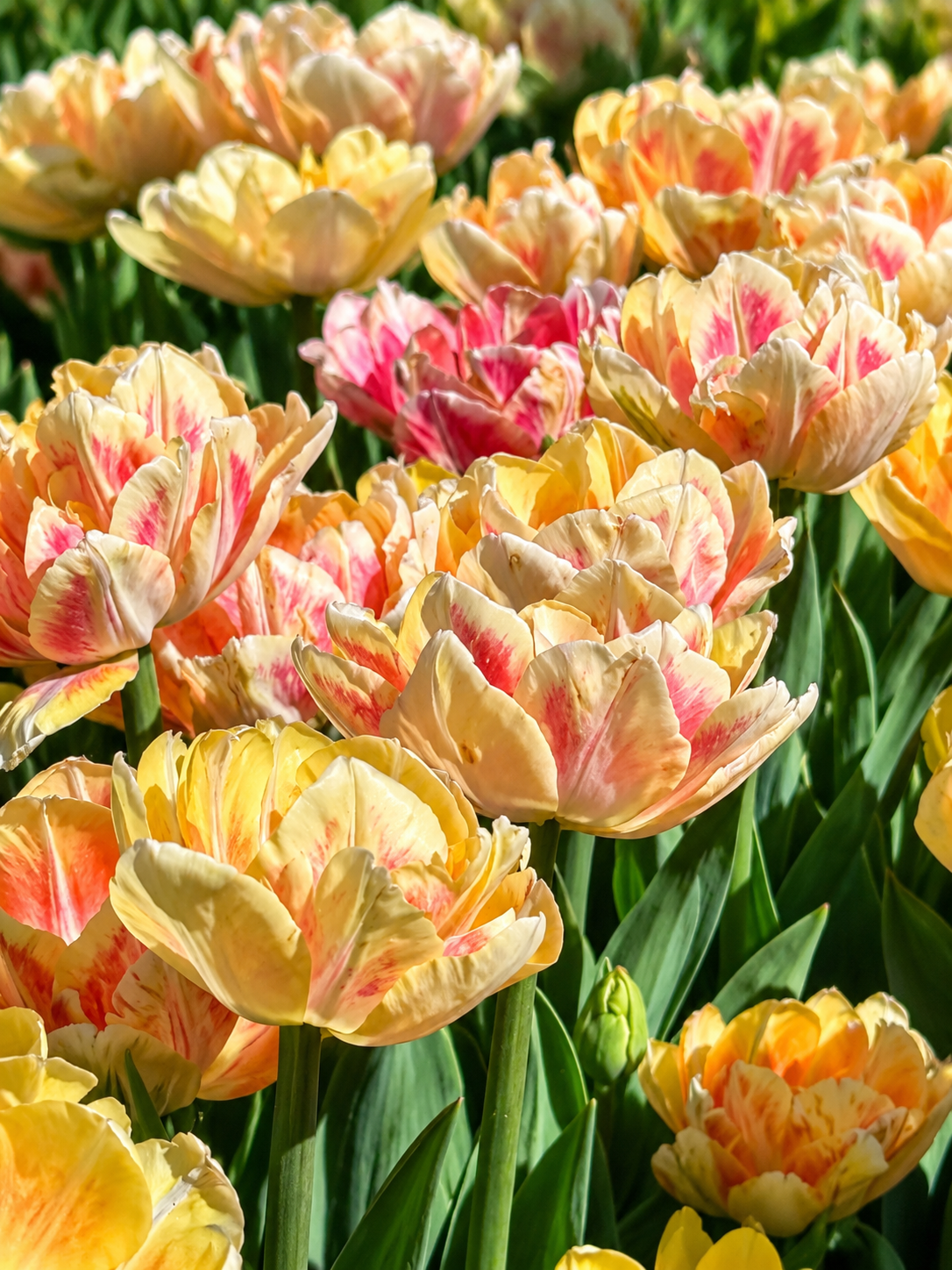 Tulip 'Foxy Foxtrot' | Double Early Peony-Like Tulip Bulbs