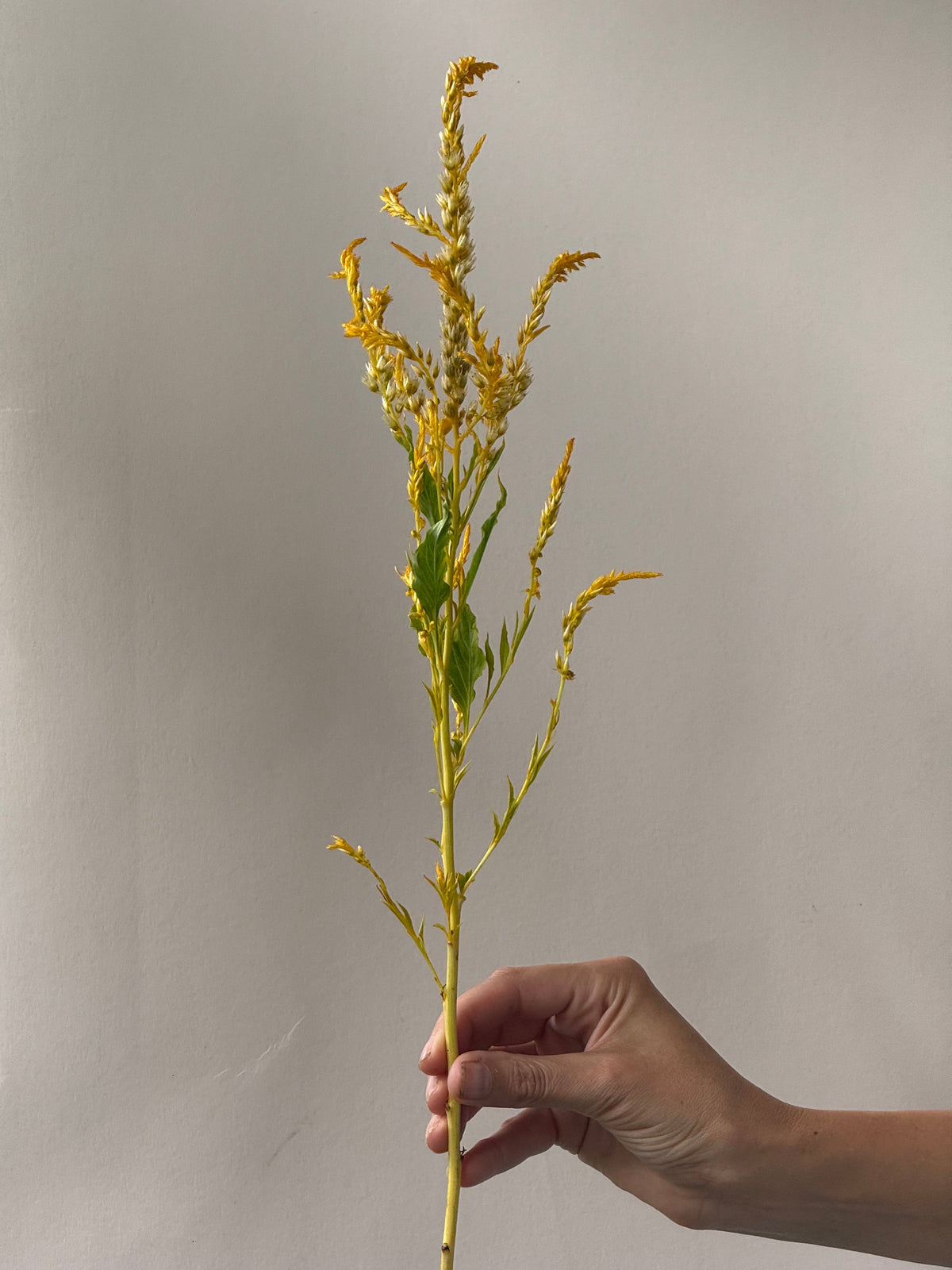 Celosia argentea var. plumosa Golden Plume | Feather Celosia | Tall therapyofflowers.com