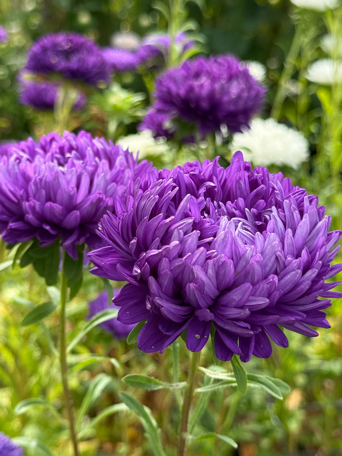 China Aster Syringa Violet-Blue | Callistephus chinensis therapyofflowers.com
