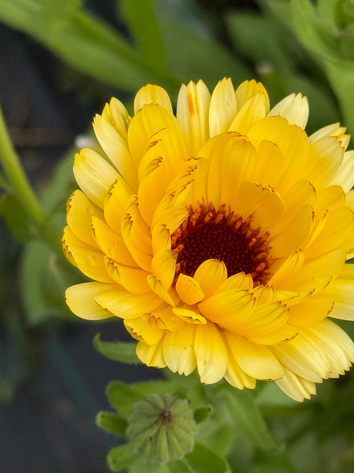 Calendula officinalis Pacific Apricot Beauty | Pot Marigold therapyofflowers.com