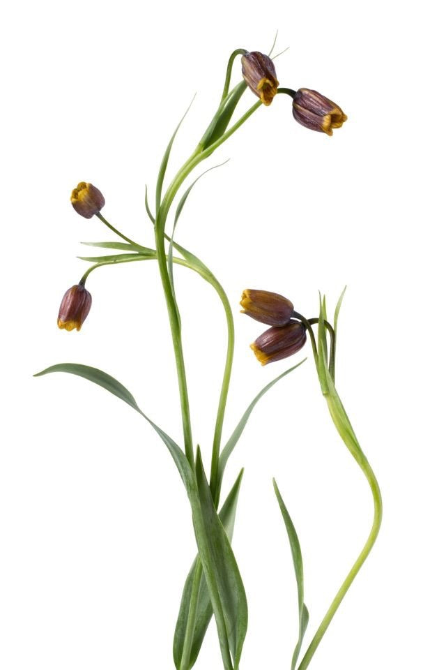 Fritillaria Uva Vulpis therapyofflowers.com