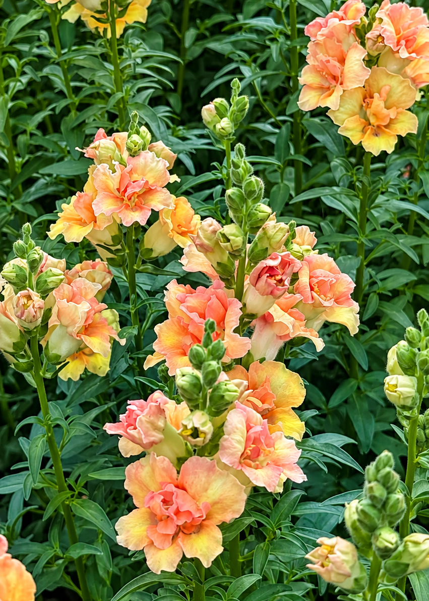Snapdragon DoubleShot™ Peach F1 | Group 3, 4 | Antirrhinum majus