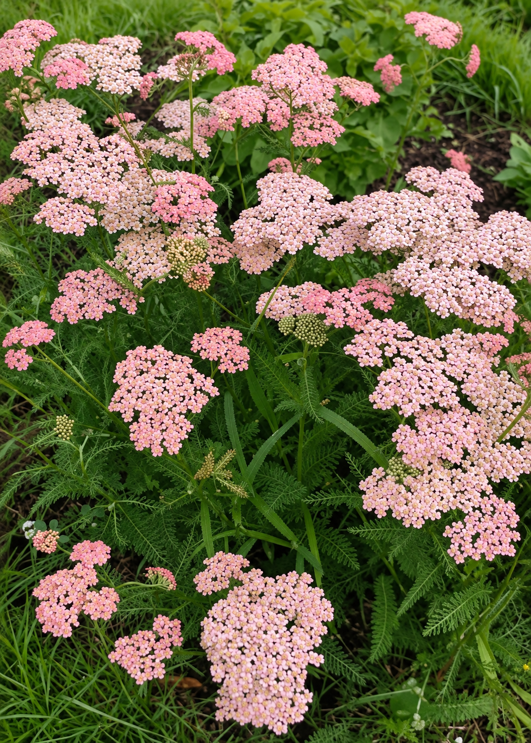 Тысячелистник обыкновенный Summer Berries | Achillea millefolium