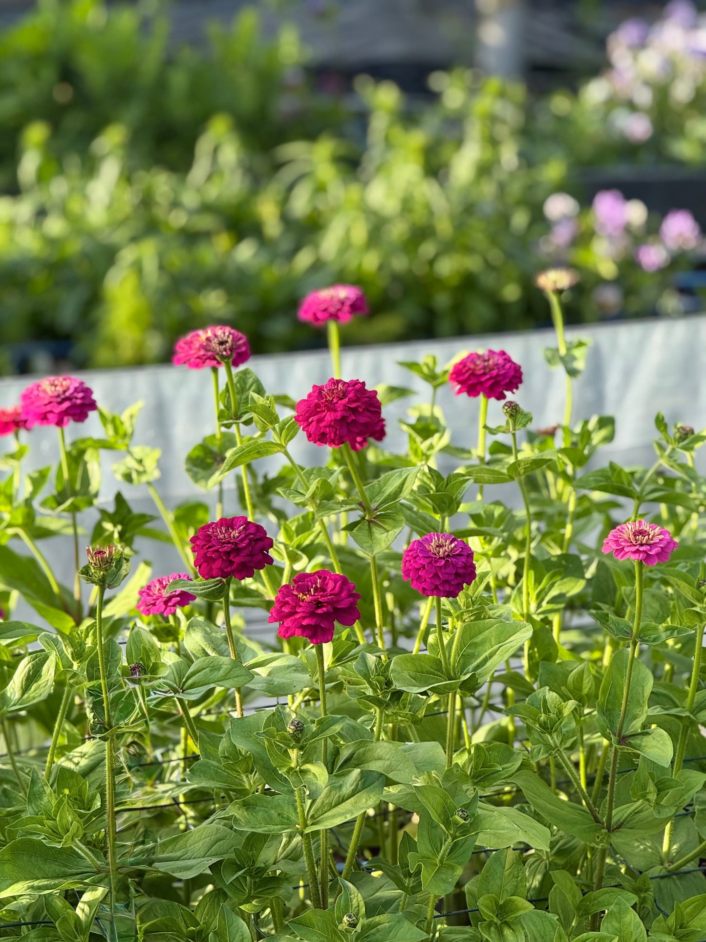 Zinnia elegans Oklahoma Carmine | Elegant Cut Flower Zinnia therapyofflowers.com