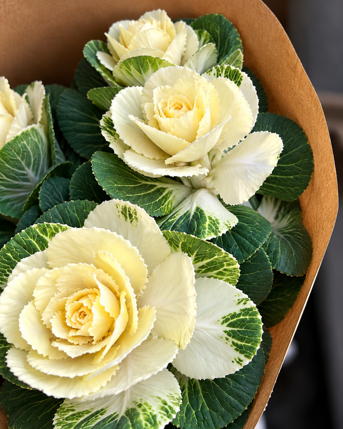 Декоративная капуста Flare™ White F1 | Brassica oleracea