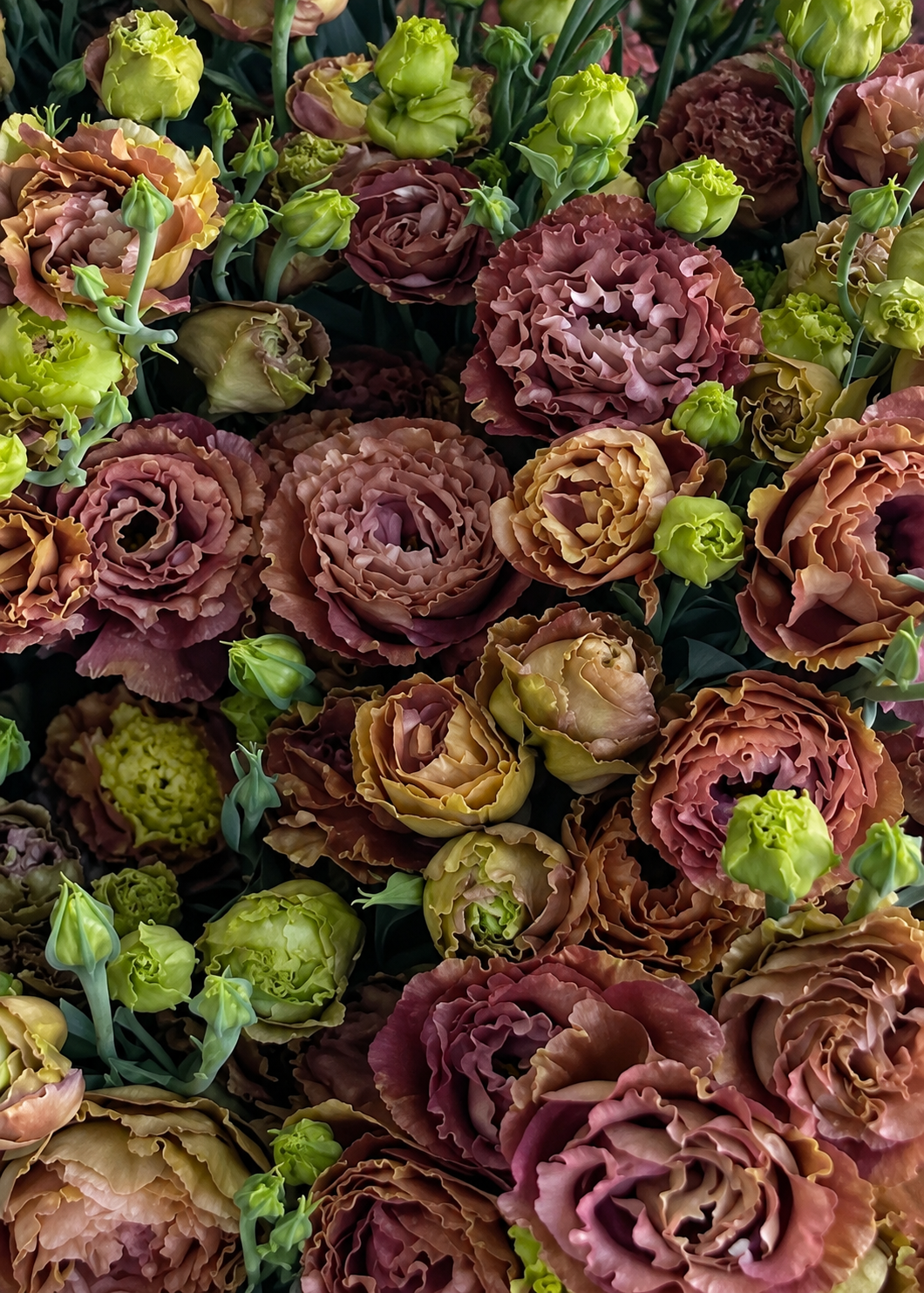 Eustoma grandiflorum Rosanne Terracotta F1 | Group 2 Lisianthus