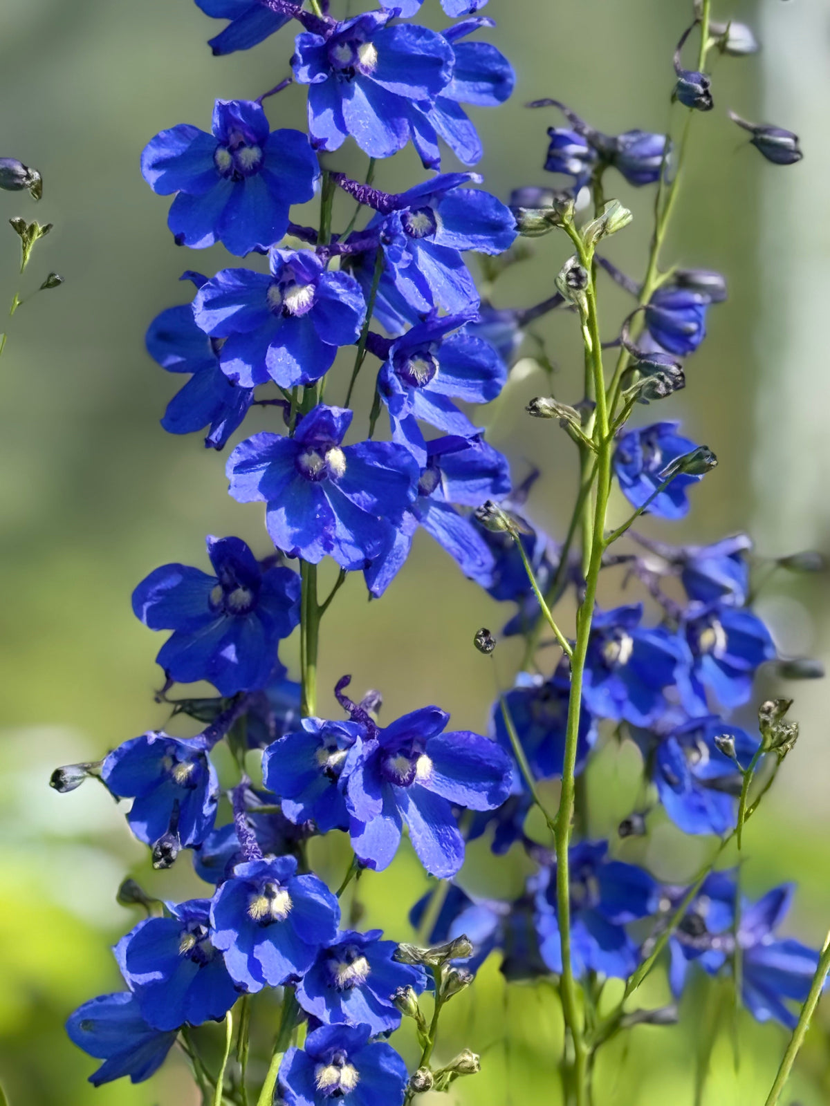 Delphinium x belladonna Blue Shadow® | Candle larkspur therapyofflowers.com