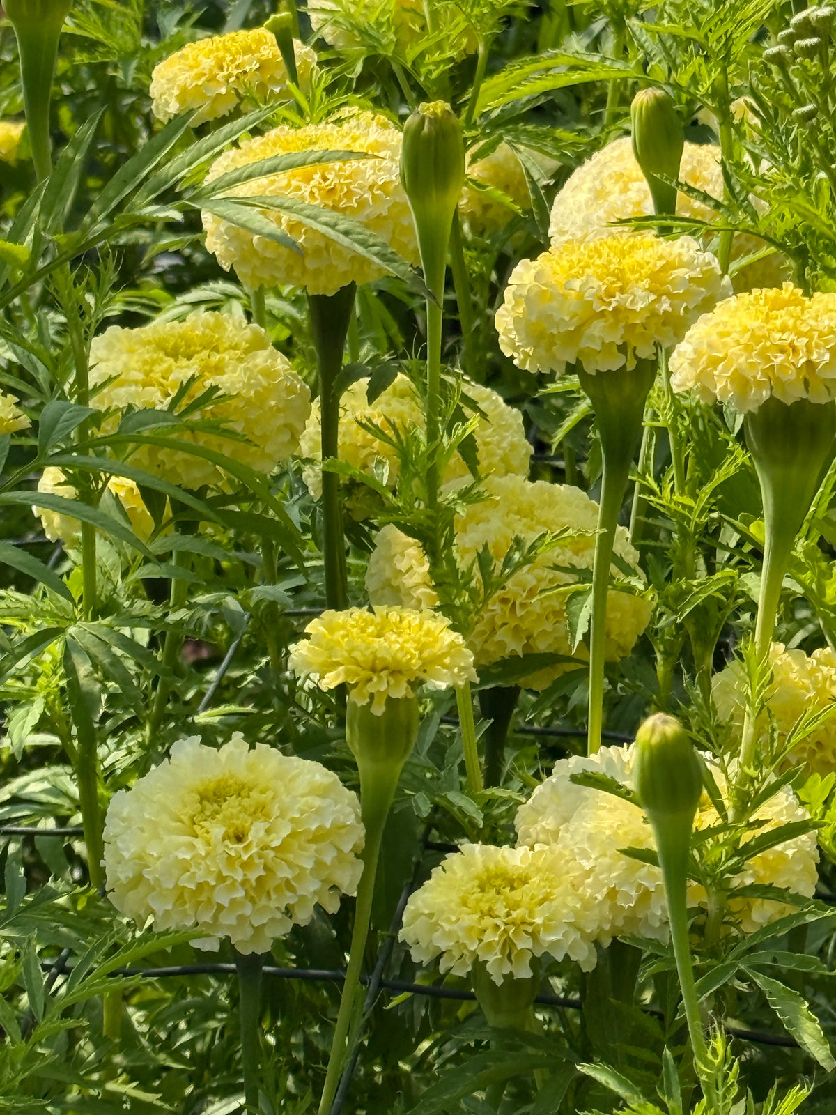 Tagetes erecta Swan White F1 | African Marigold | 60-65cm | White Cut Flower Variety therapyofflowers.com