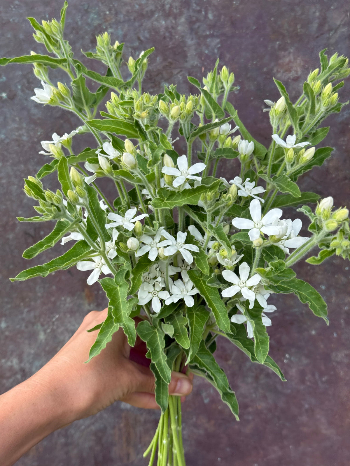 Oxypetalum coeruleum White | Tweedia | White Star Milkweed therapyofflowers.com