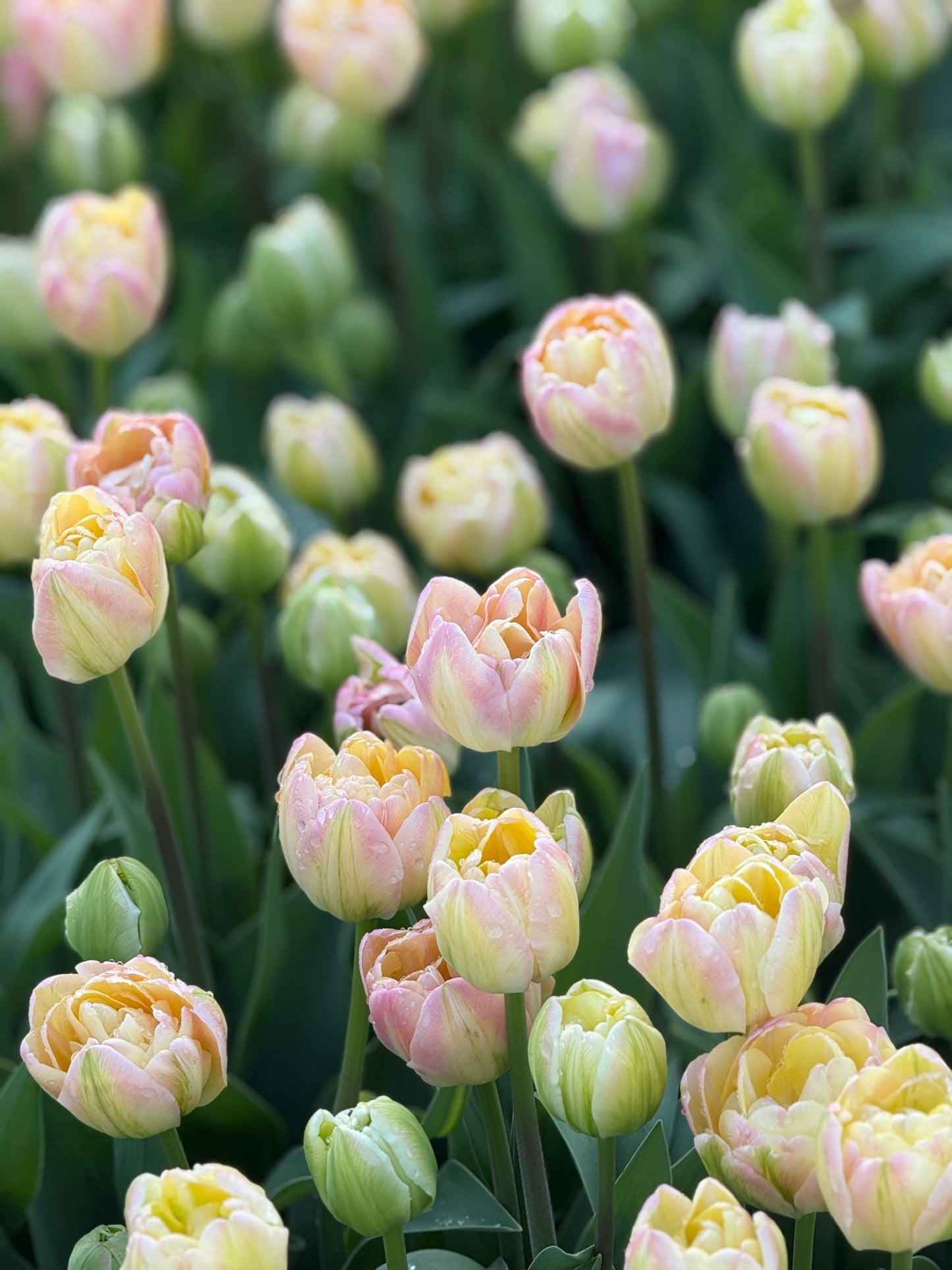 Tulip Creme Upstar | Fragrant Double Late Tulip therapyofflowers.com