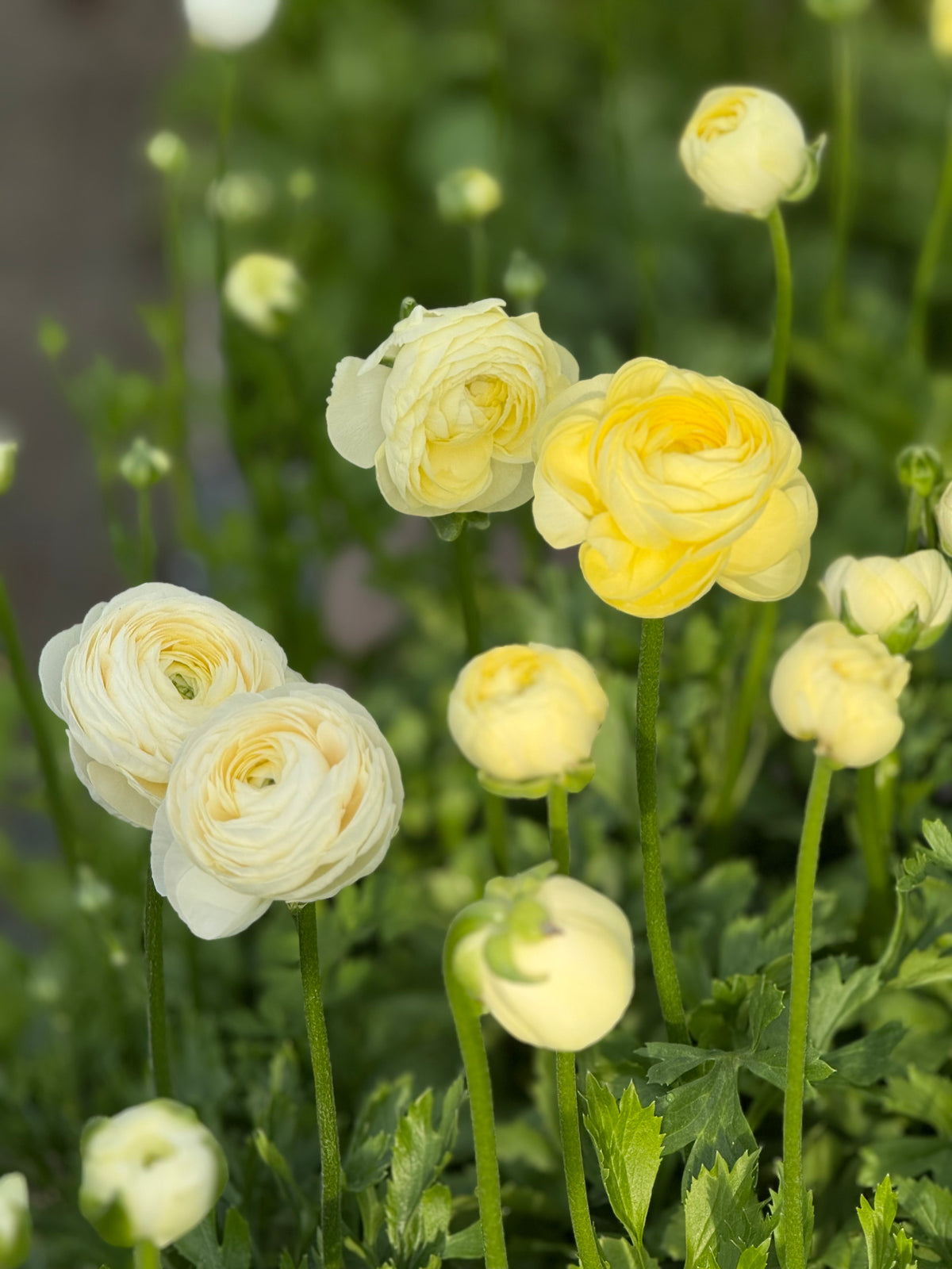 Ранункулюс Elegance® CREMA 347G B&B | Ranunculus asiaticus