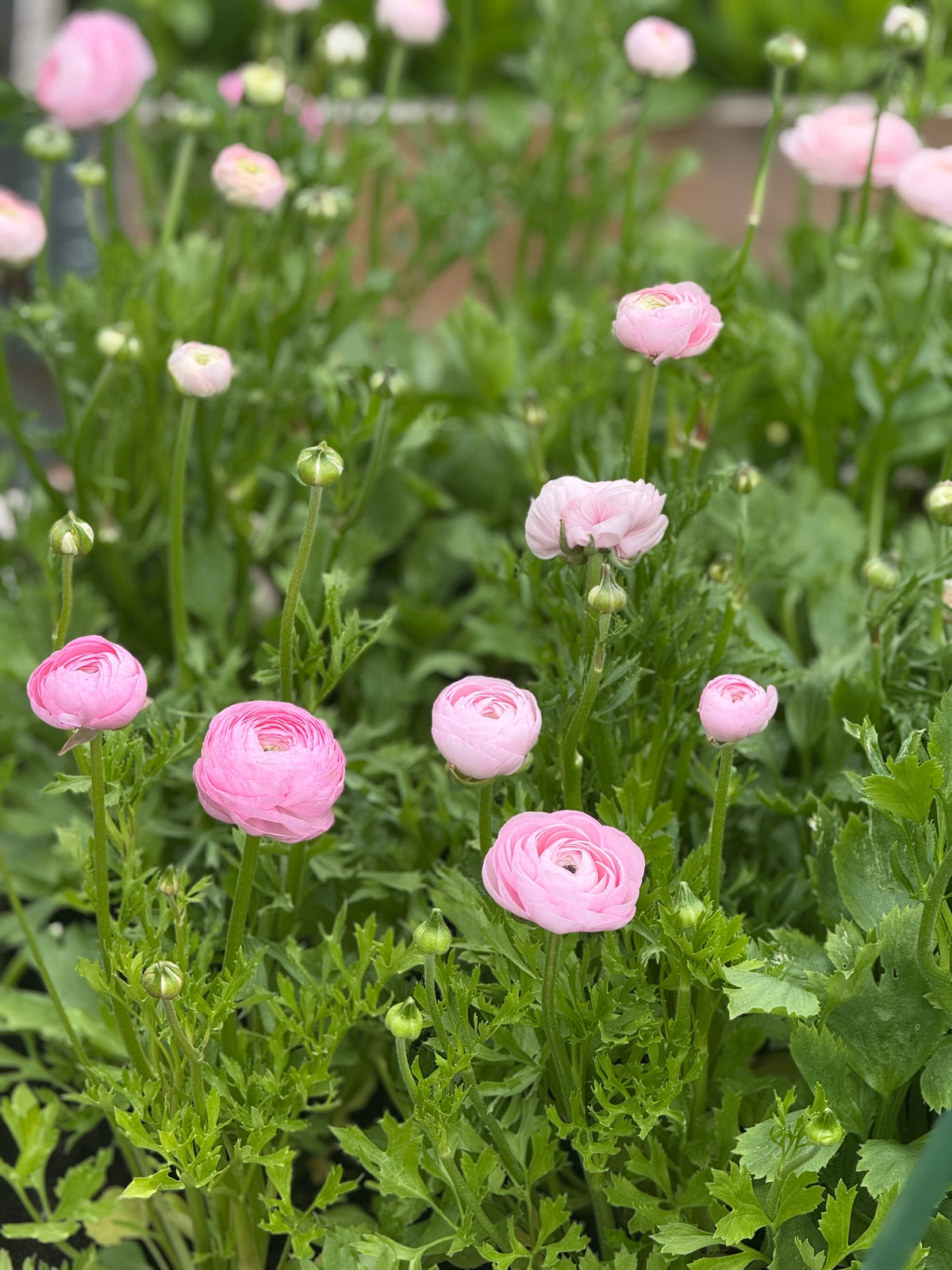 Ranunculus Elegance® ROSA CHIARO 85P B&B | Italian Ranunculus | Corm size: 4/5