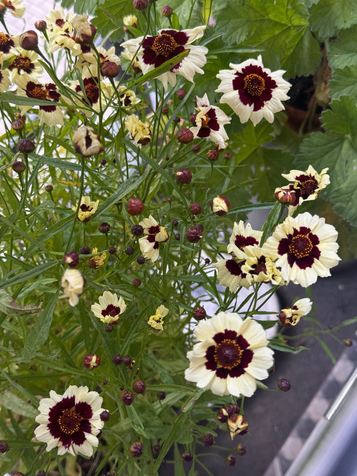 Coreopsis tinctoria Corusco Cream-Red | Plains Coreopsis therapyofflowers.com
