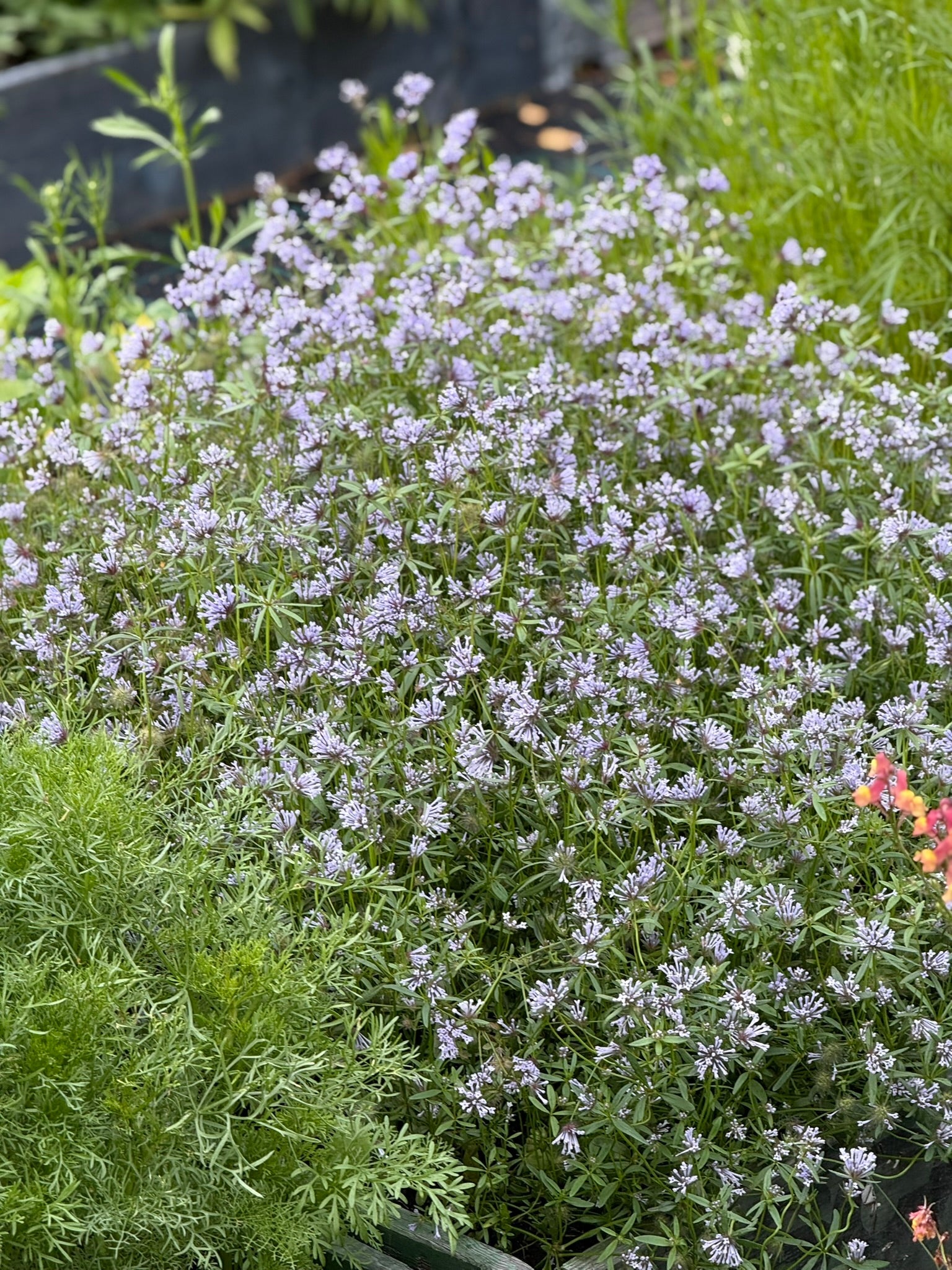 Asperula azurea | Blue Woodruff Seeds | Fragrant Lavender-Blue Flowers for  Gardens – therapyofflowers.com, image size:1536x2048