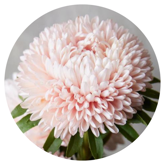 Aster Lady Coral® Chamois 