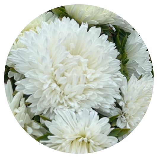 Aster Lady Coral® White 
