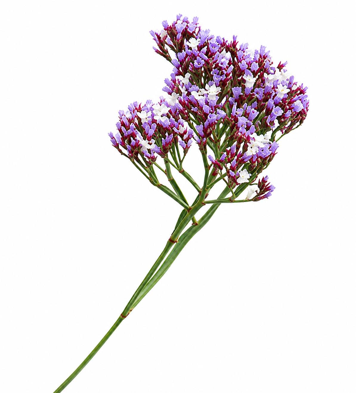 Limonium perezii Indie | Sea Lavender therapyofflowers.com
