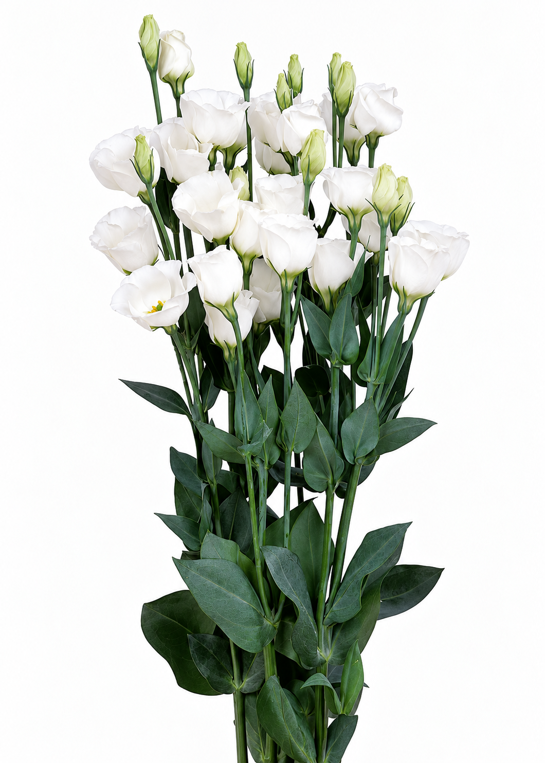 Eustoma grandiflorum Piccolo® Pure White F1 | Group 2 Lisianthus