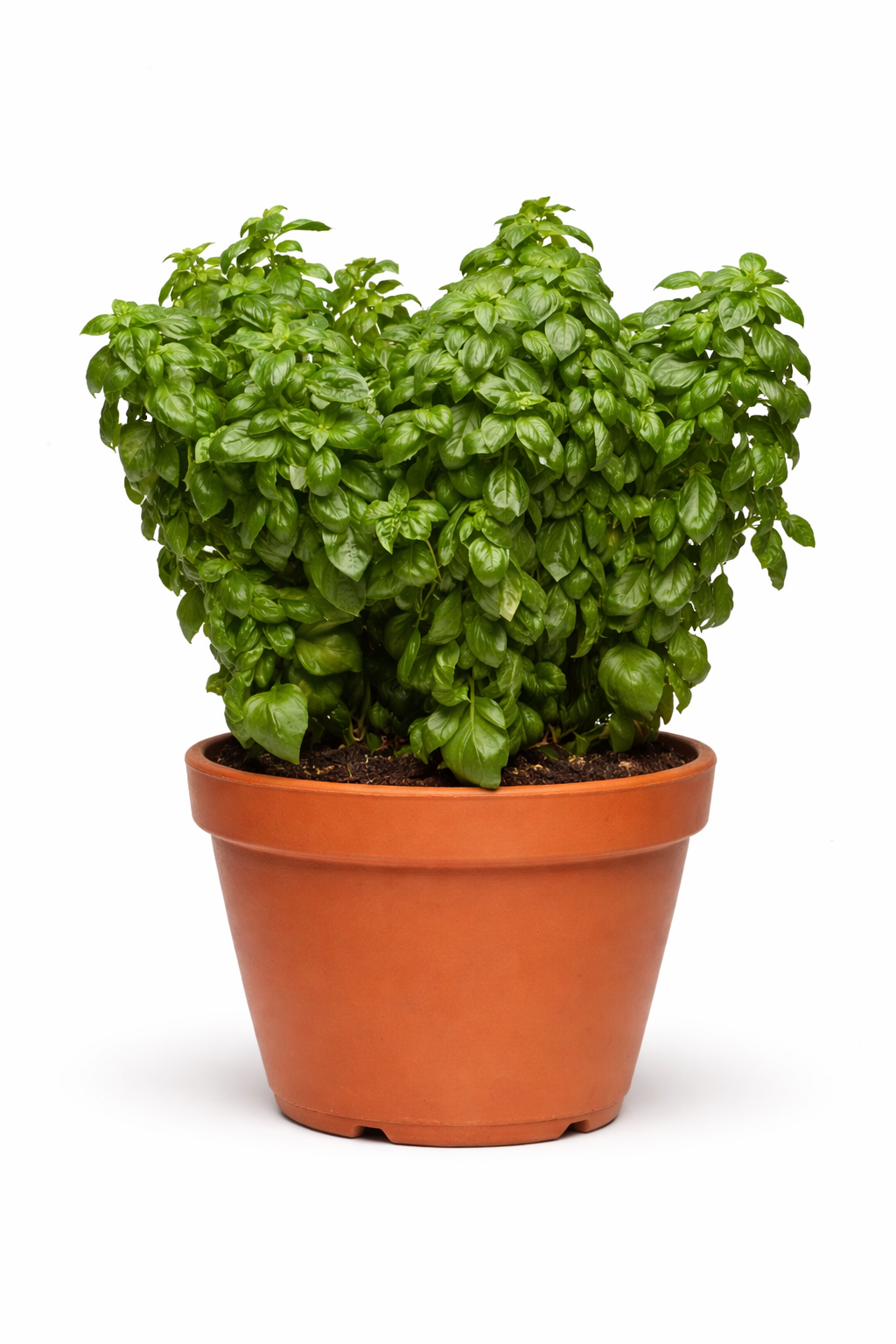 Everleaf Genovese Basil Seeds | Ocimum basilicum
