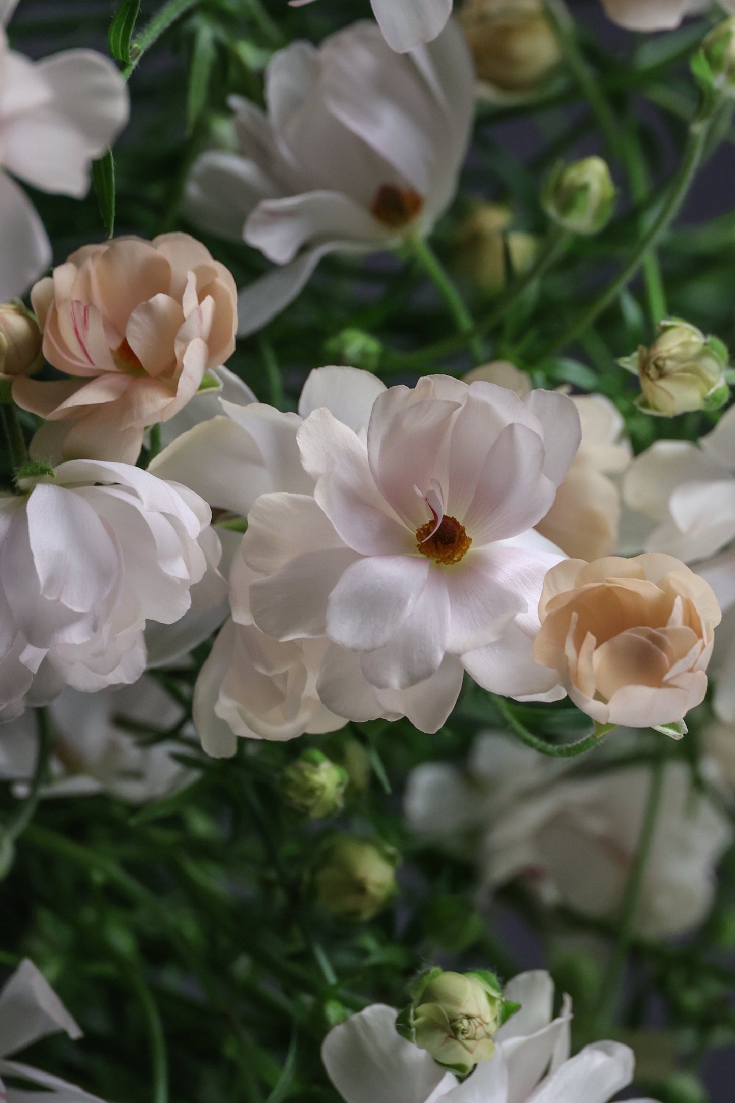 Ranunculus Natura Moderna® NUVOLA 1806 | Exclusive Italian Spray Ranunculus therapyofflowers.com