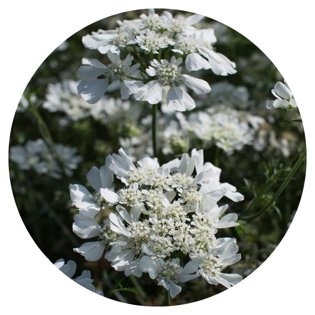 Orlaya grandiflora White Lace | Elegant Filler flower