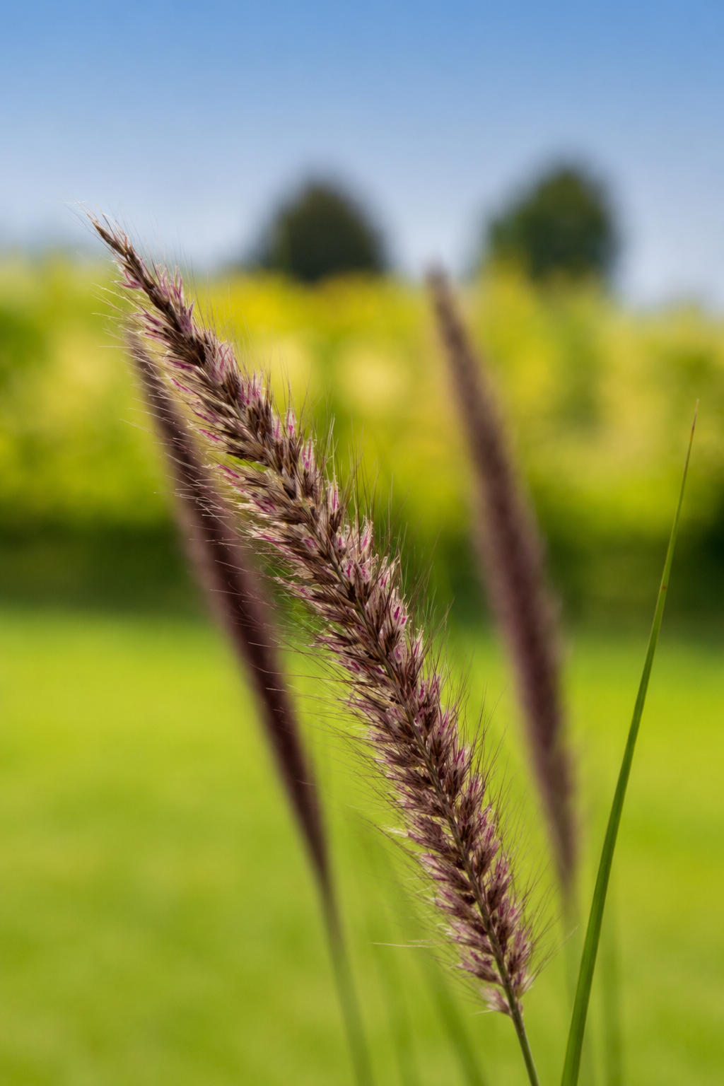 Pennisetum alopecuroides Foxy | Fountain grass therapyofflowers.com