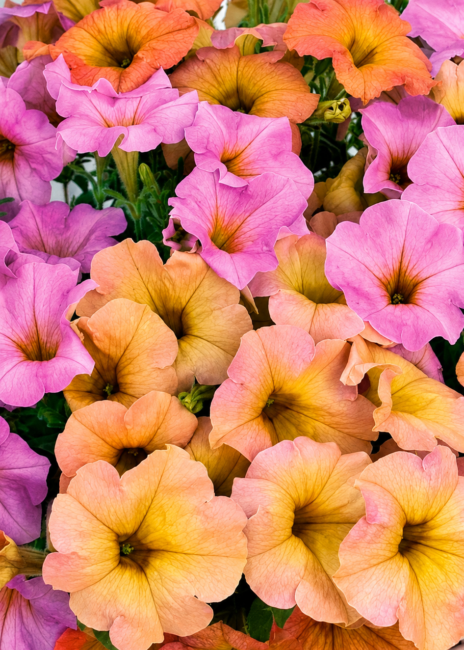 Petunia x Hybrida My Joy Sunset Shades F1 | Petunia | Pelleted therapyofflowers.com