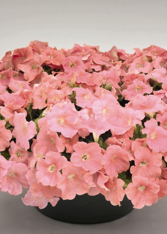 Petunia x Hybrida SUCCESS!® TR Salmon F1 | Trailing grandiflora petunia | Pelleted therapyofflowers.com