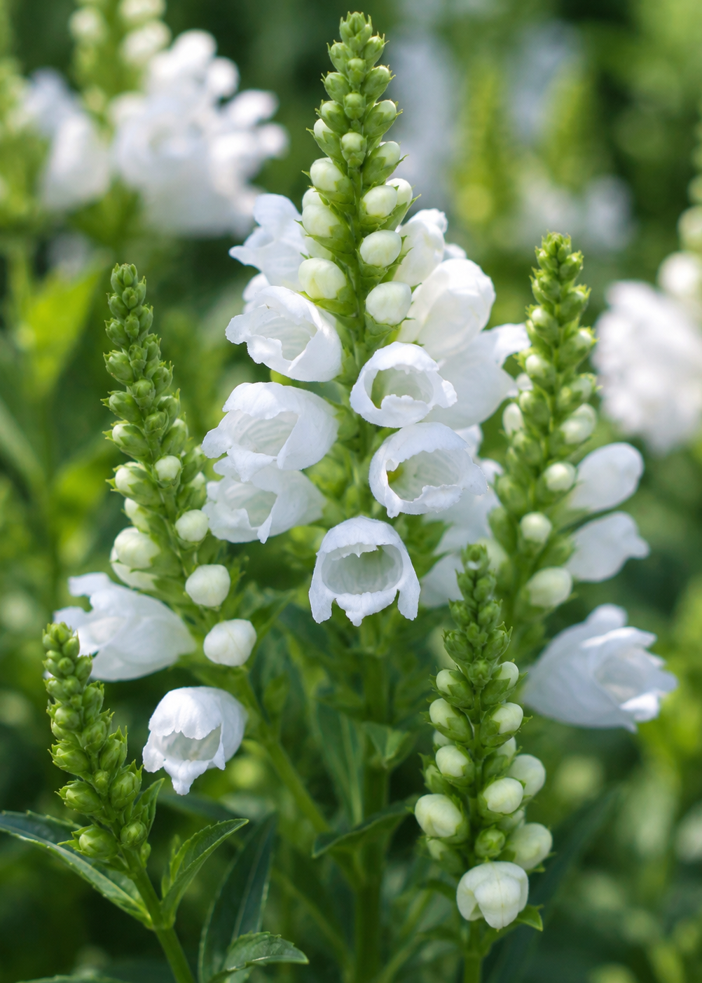 Physostegia virginiana Crystal Peak | Obedient plant therapyofflowers.com