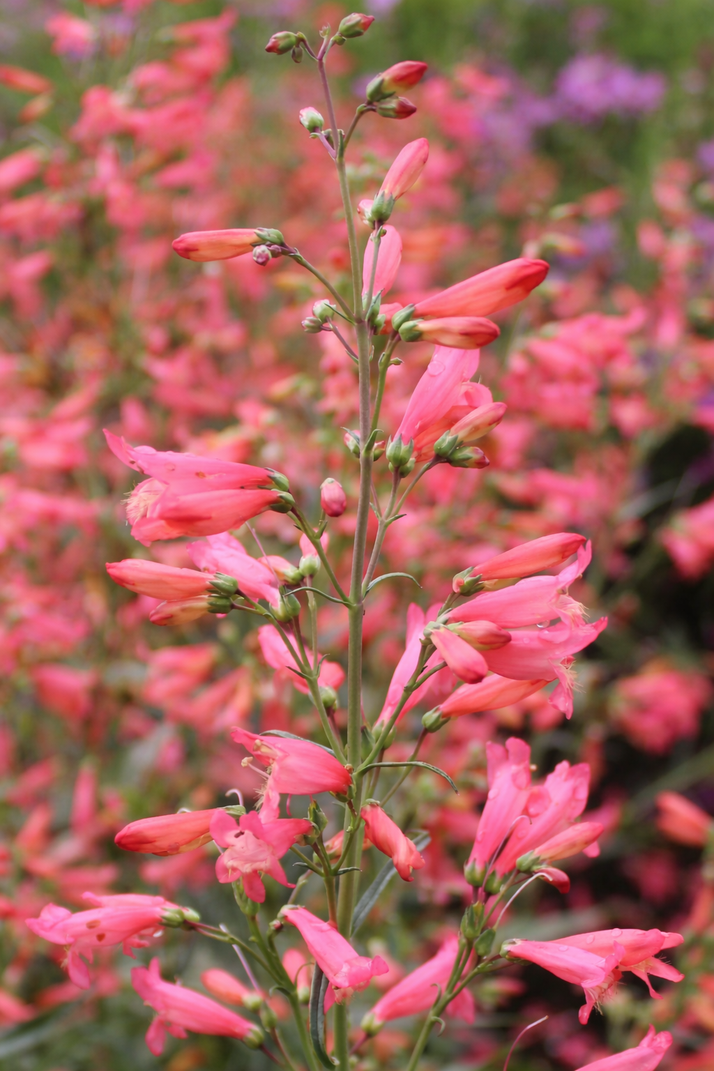 Penstemon barbatus Twizzle Coral - therapyofflowers.com