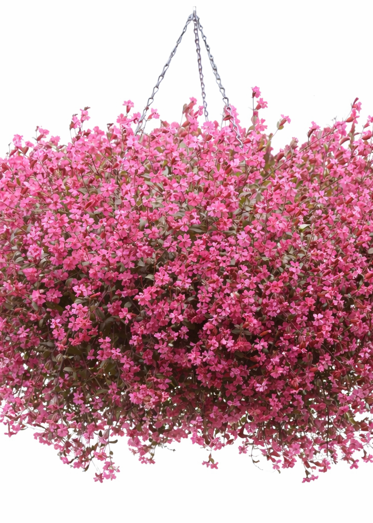 Silene pendula Sibella Carmine | Nodding Catchfly therapyofflowers.com