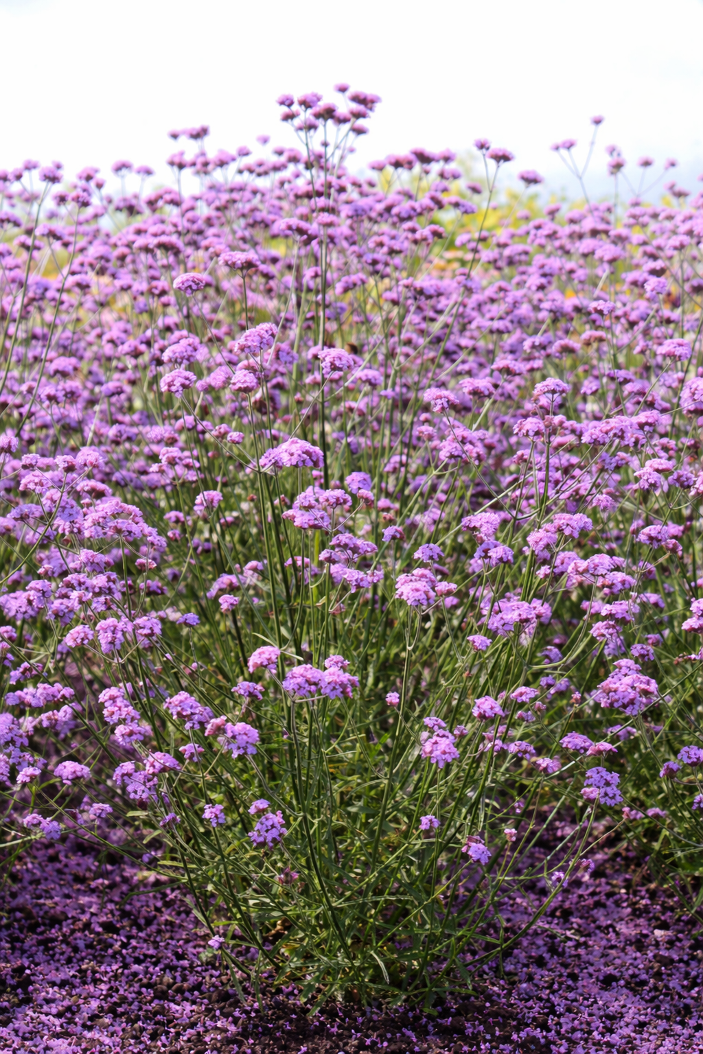 Verbena bonariensis Vanity | Purple Vervain | Compact and Fragrant therapyofflowers.com