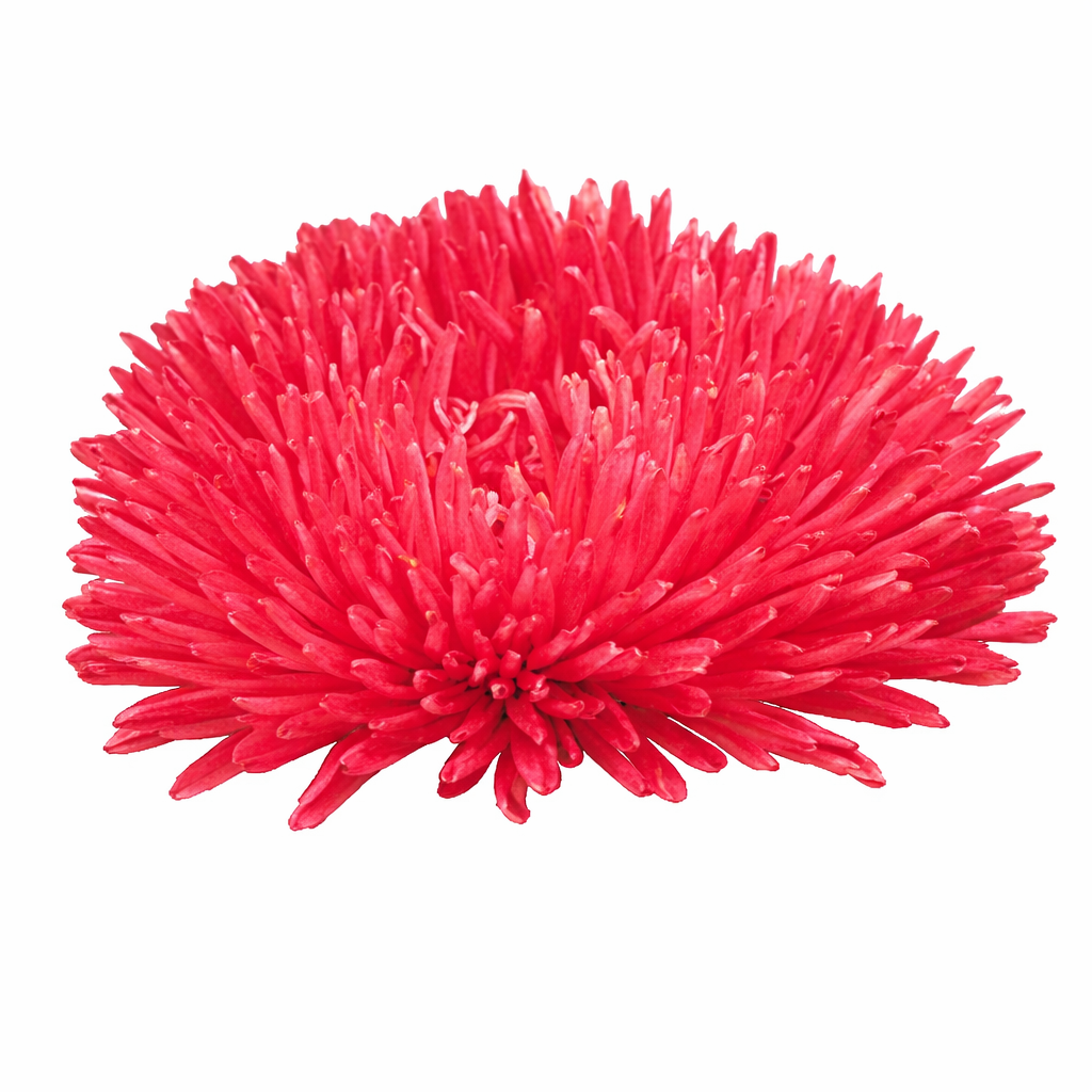 China Aster Gala Scarlet | Callistephus chinensis therapyofflowers.com