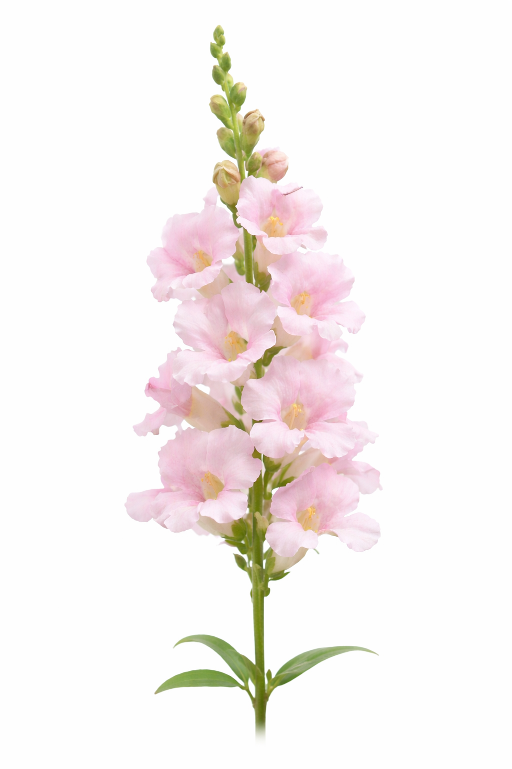 Snapdragon ‘Chantilly™ Light Pink’ F1 | Group 1, 2 | Antirrhinum majus | Butterfly-Type therapyofflowers.com
