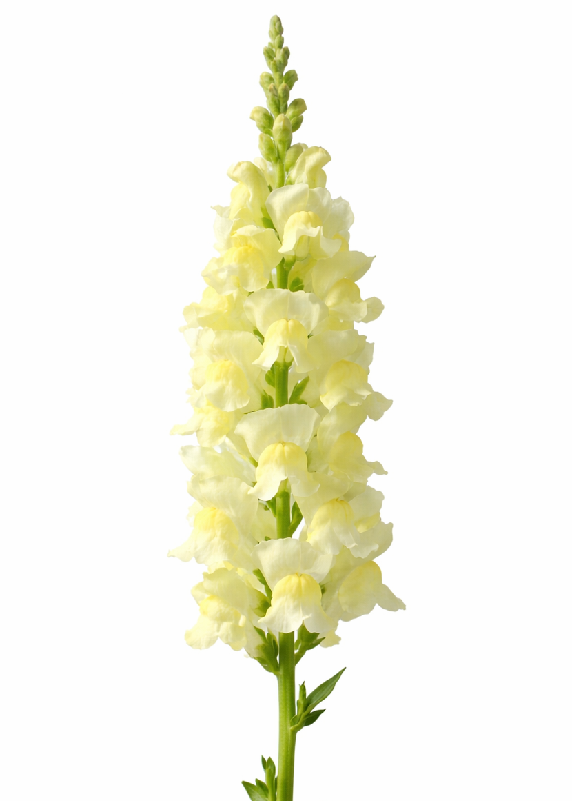 Legend Light Yellow F1 Snapdragon - Unique Spring Bouquet Delight