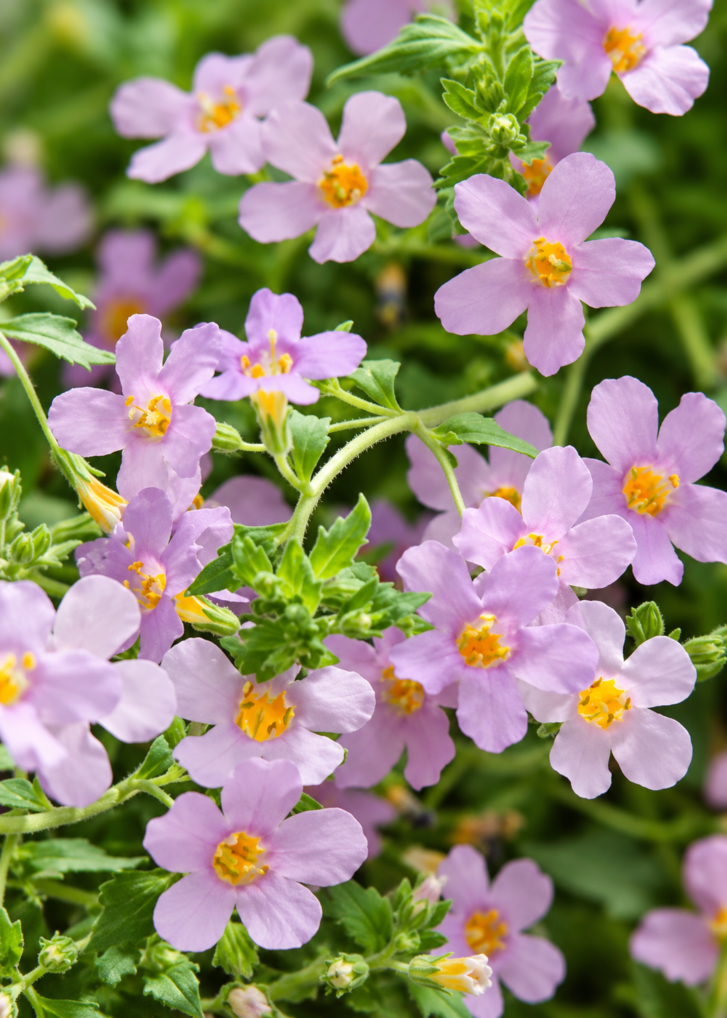 Sutera cordata Blutopia® | Bacopa
